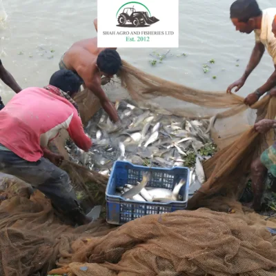 Shah Fisheries