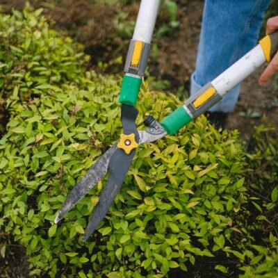 From above of unrecognizable gardener with pruner shear standing near green plant while working in agriculture field during seasonal work