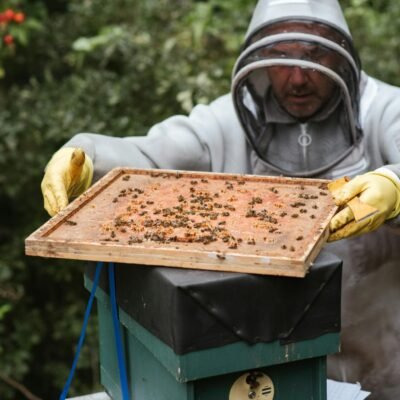 Man harvesting honey in apiary with bees