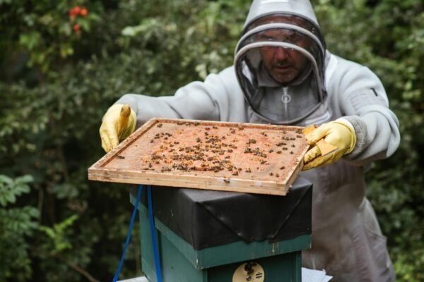 Man harvesting honey in apiary with bees